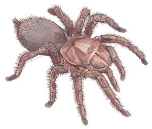 Australian featherleg tarantula