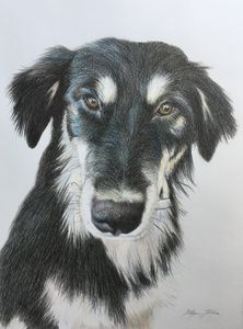 Dog Portrait of Rex